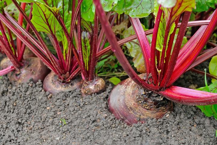 Beets in the ground